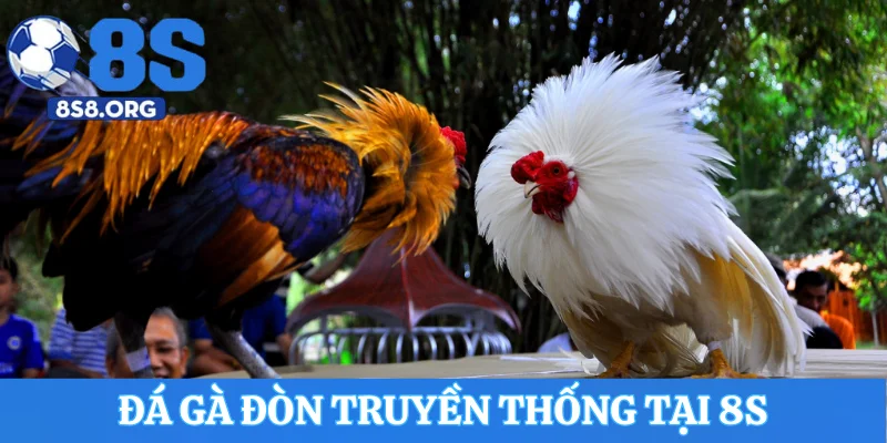 Giới thiệu loại hình đá gà đòn truyền thống tại 8S