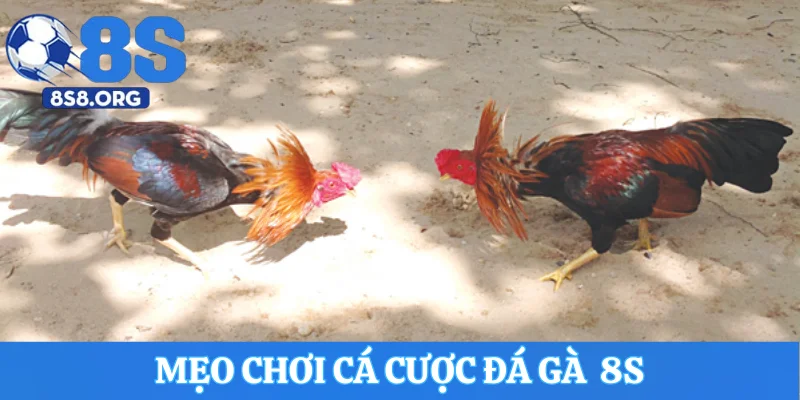 Một số mẹo chơi cá cược đá gà hiệu quả tại 8S